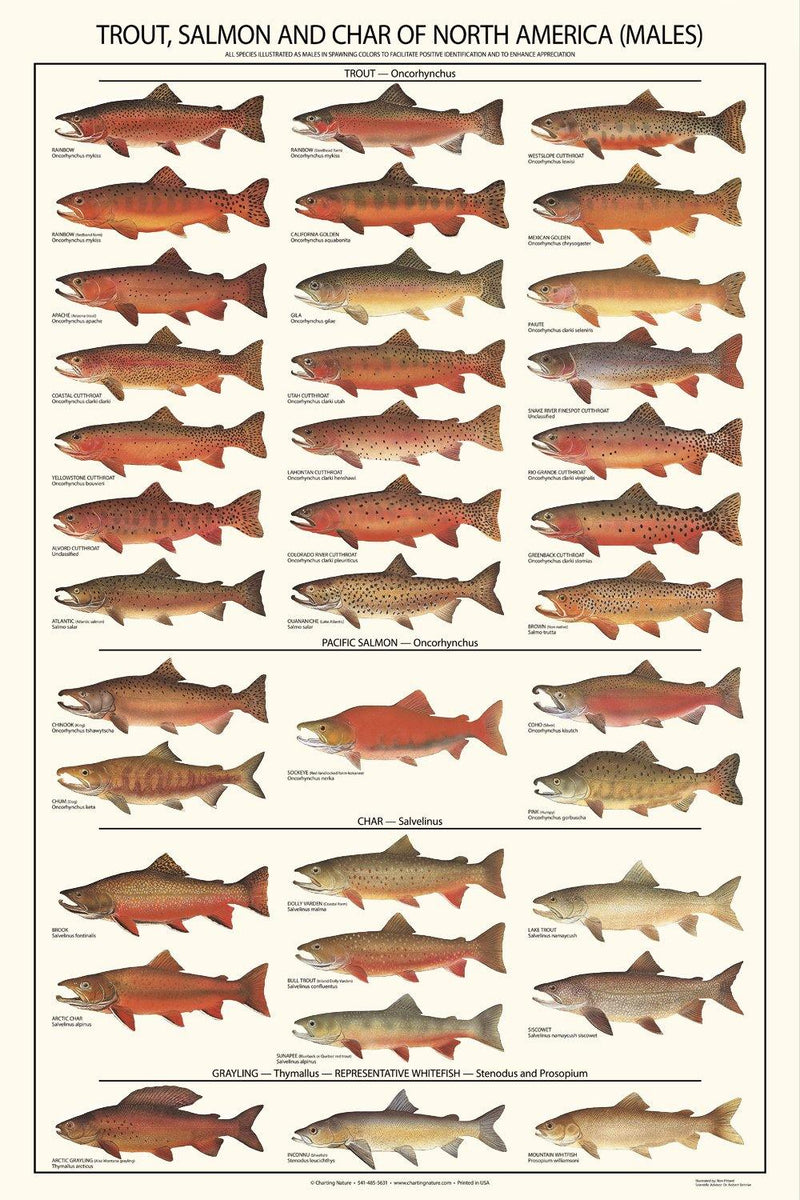 Fish Poster  Trout, Salmon and Char Identification Chart. A Sport  Fisherman's Guide – Charting Nature