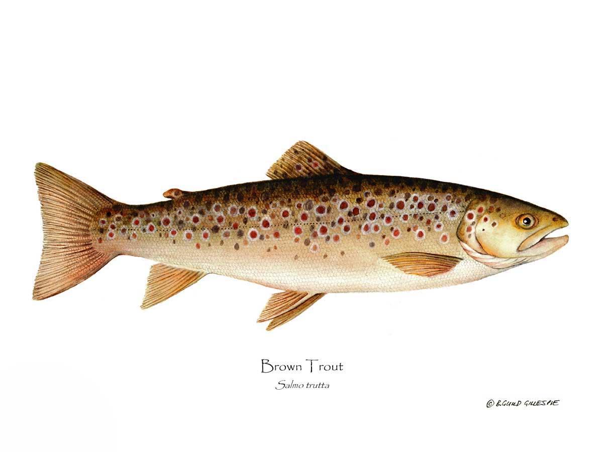 Fish Print: Brown Trout Salmo trutta – Charting Nature