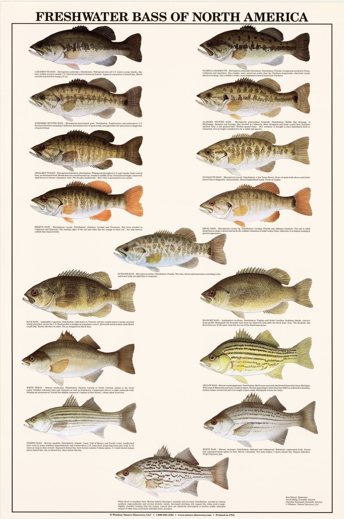 Northern Largemouth Bass