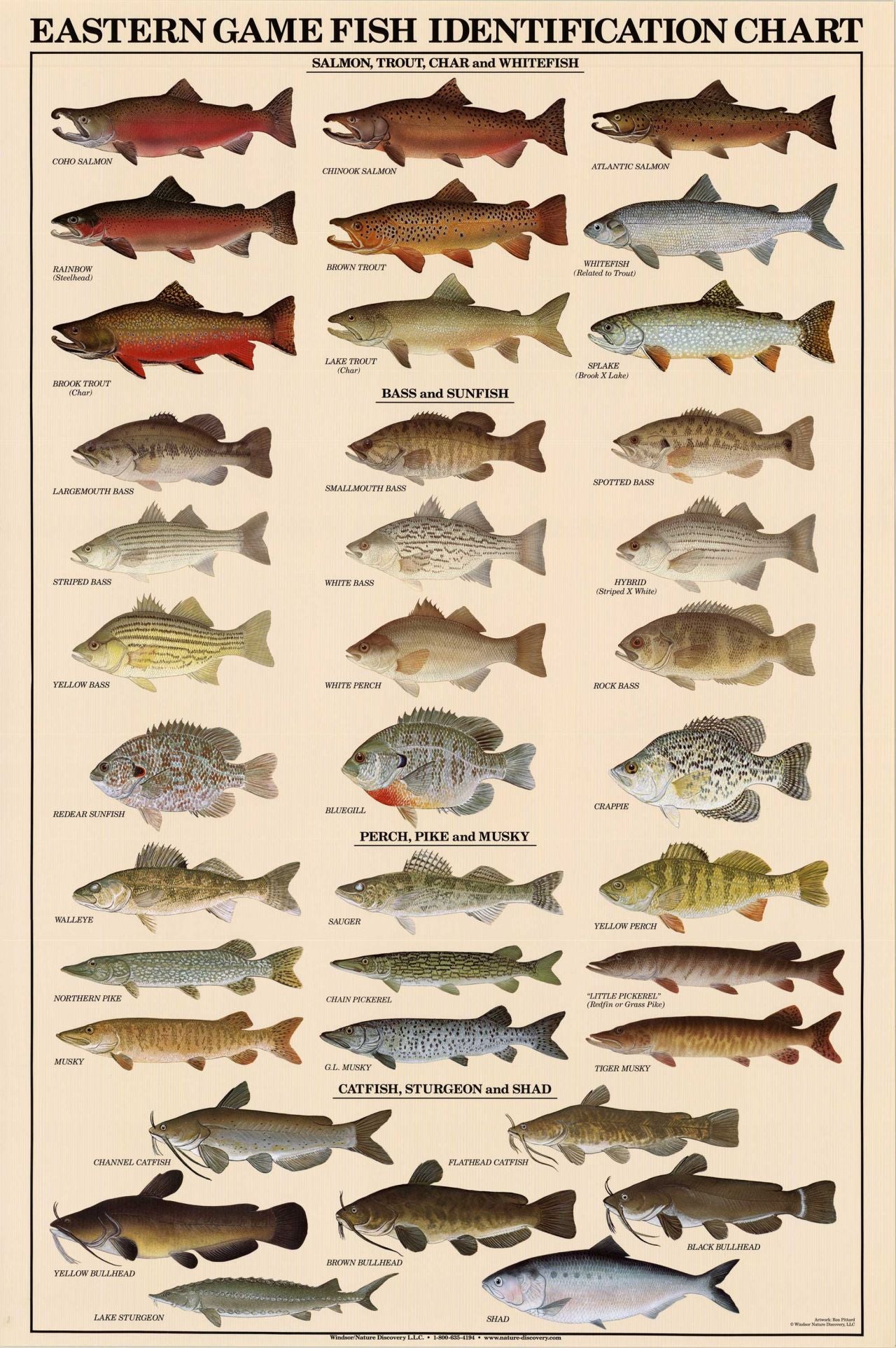  2024 Trout, Salmon, and Steelhead Wall Calendar : Office  Products