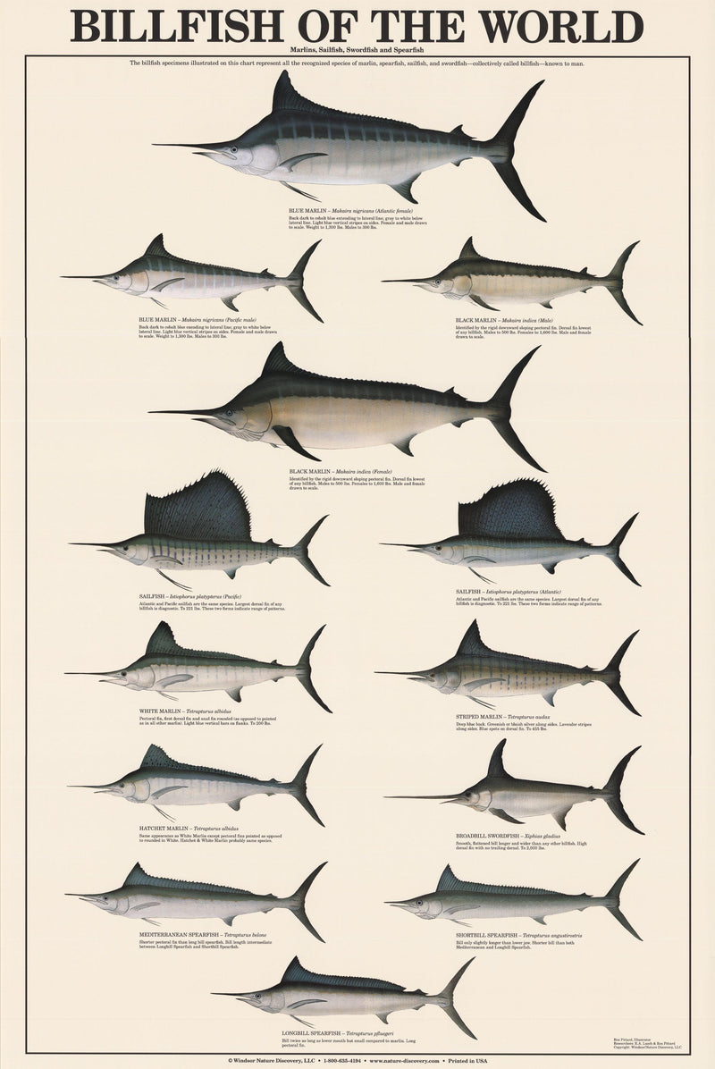 Australian Fish Identification - Fishers Guide NSW - LAMINATED - WALL CHART