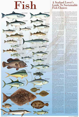 Eastern Gamefish Poster Identification Chart, 52% OFF