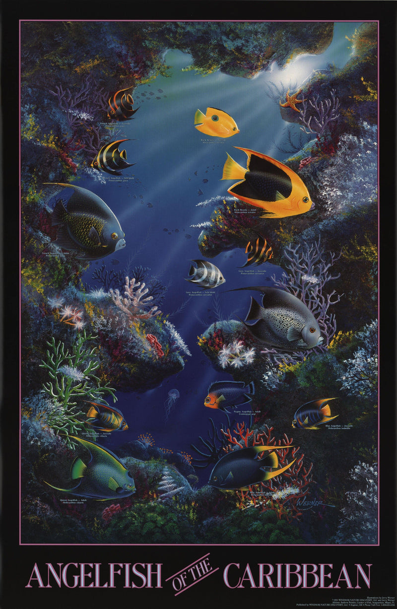 NOS Vintage 1970’s Western Graphics Celestial Black Light cheapest Poster Fish Angelfish