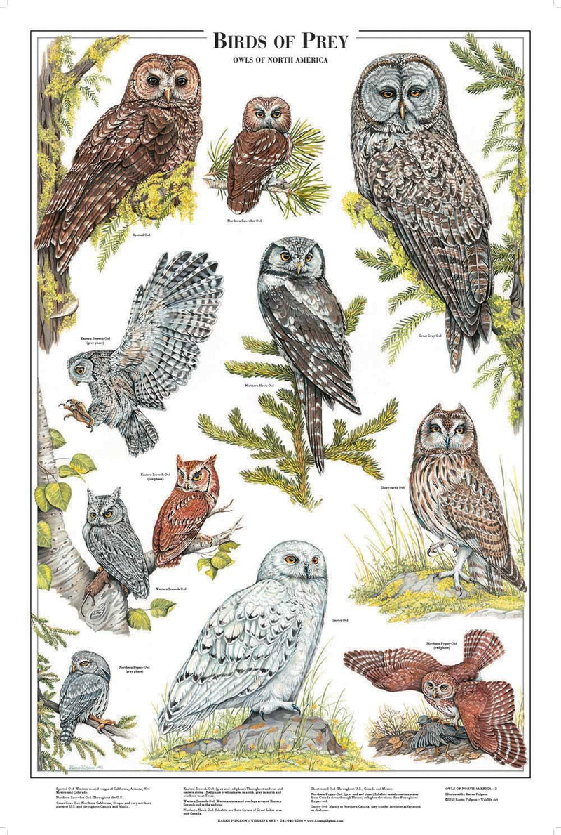 British Birds of Prey & Owls Identification A3 Poster, Art Print, Chart