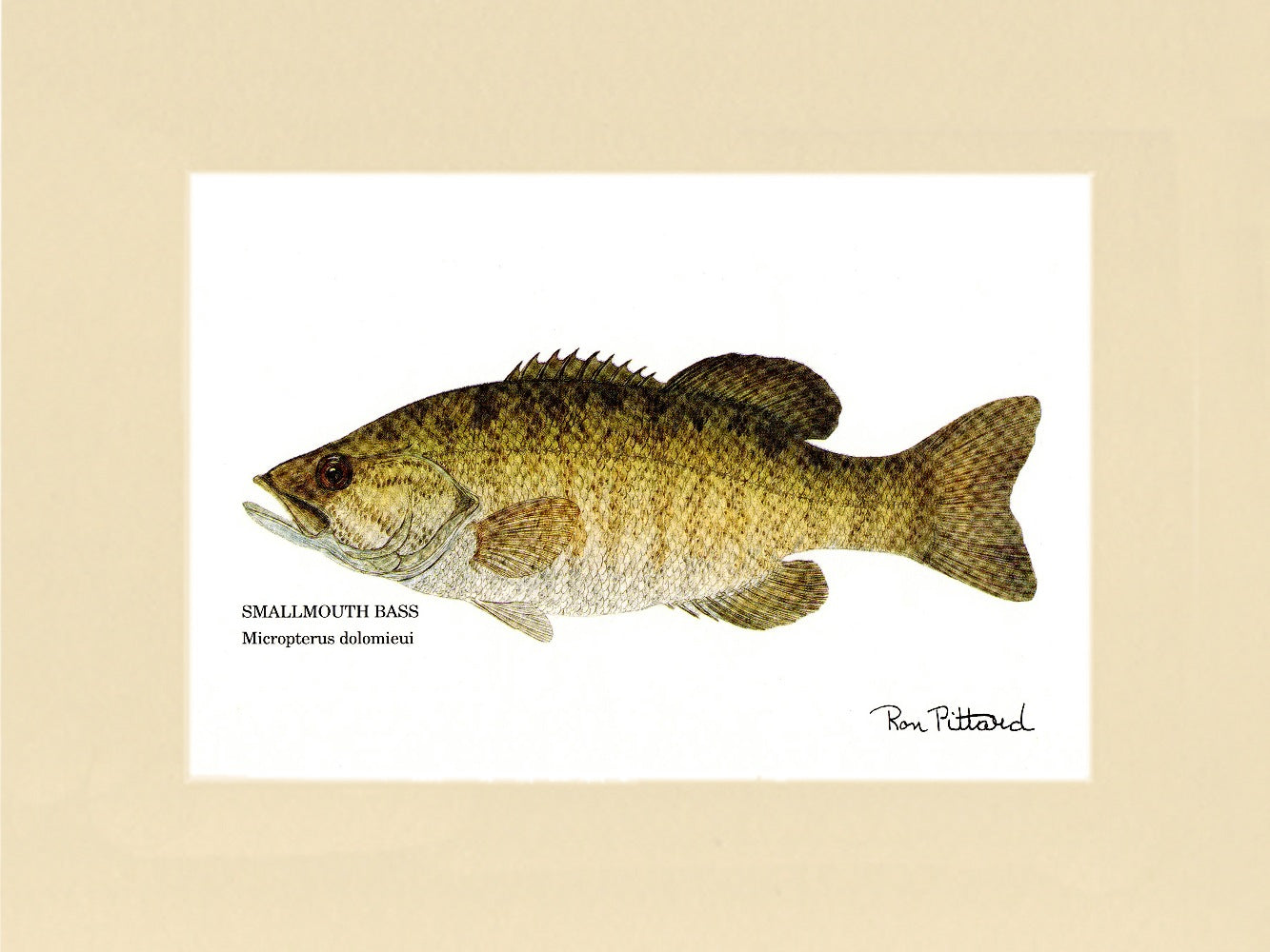 Bass Fishing Wall Art Print Gift. Largemouth Bass Fisherman Gift