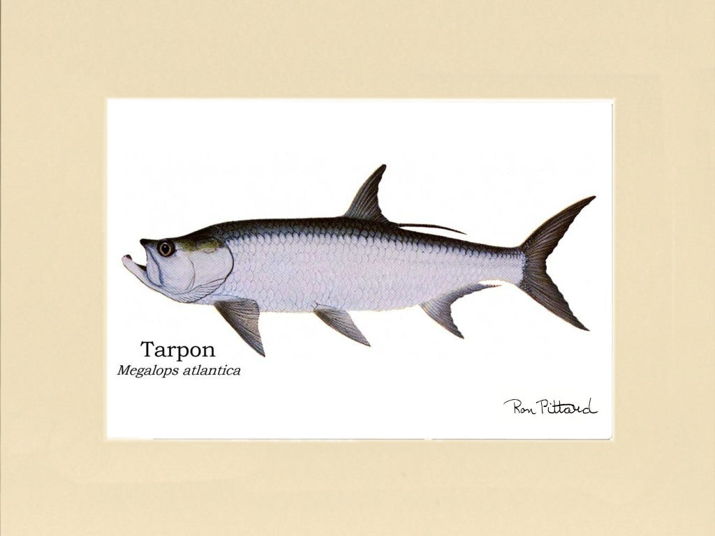 Tarpon Fish Art Print - Fishing Wall Art Decor – Charting Nature