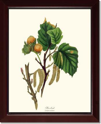 Buy wholesale Hazelnut tree with passe-partout and frame, 30cm x 40cm