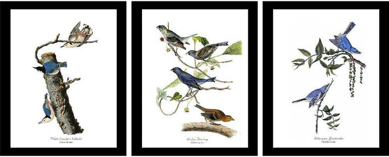 Botanical Prints, Audubon Prints, Vintage Bird Prints, Giclee, Wall Art buy