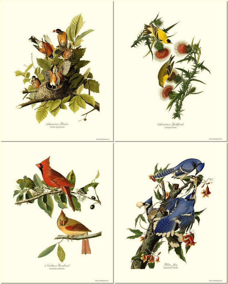 VINTAGE BIRD PRINTS-Audubon Bird Prints, Bird Wall Decor, Birds of Texas, outlet Bird Wall Art, Audubon Print Set, Bird Print Set, Bird Prints