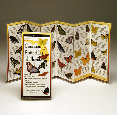 http://www.chartingnature.com/cdn/shop/products/Common_Butterflies_of_Florida.jpg?v=1573584664