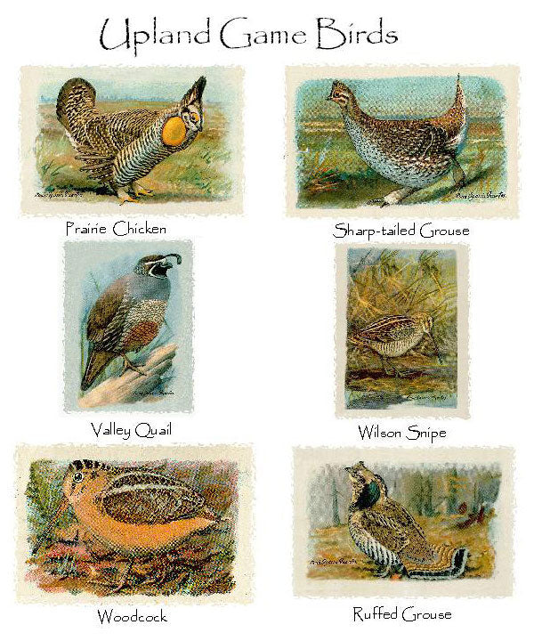 UPLAND GAME BIRDS