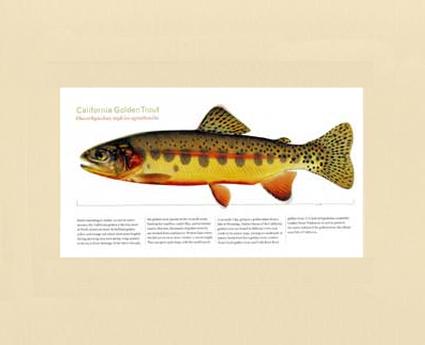 Fly Fishing Golden Mountain Trout Outline Recessed Framed Print by Hannah