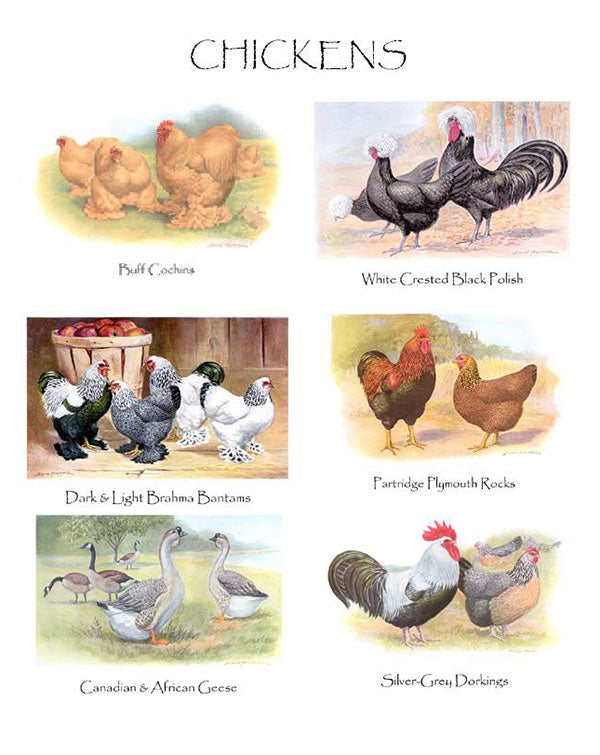 Chicken Notecards -wild Bird Assorted Notecards – Charting Nature