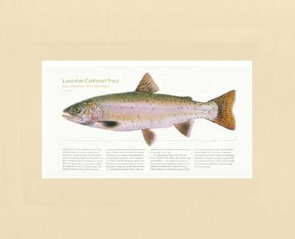 Lahontan Cutthroat Trout – Charting Nature