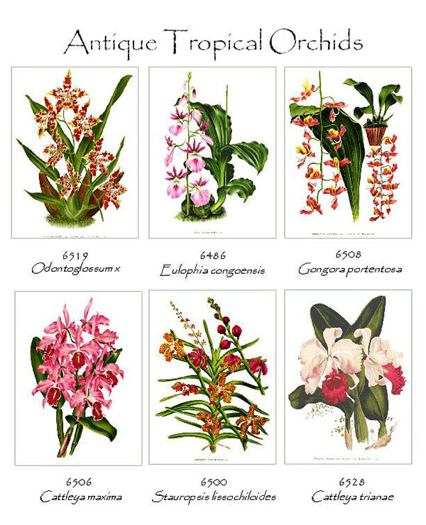 http://www.chartingnature.com/cdn/shop/products/tropical-orchids-note-cards-805.jpg?v=1565285888