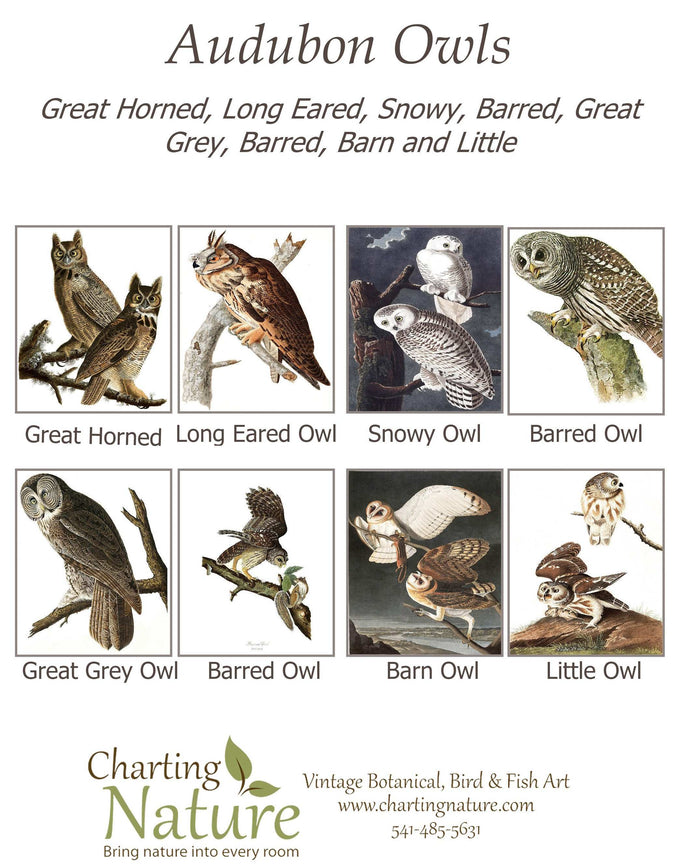 Audubon Owls | Bird Note Card Set