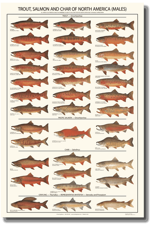 Trout, Salmon and Char ID Art Poster - Males