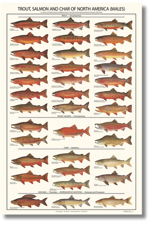 Trout, Salmon and Char ID Art Poster - Males