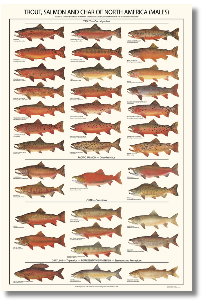 Trout, Salmon and Char ID Art Poster - Males