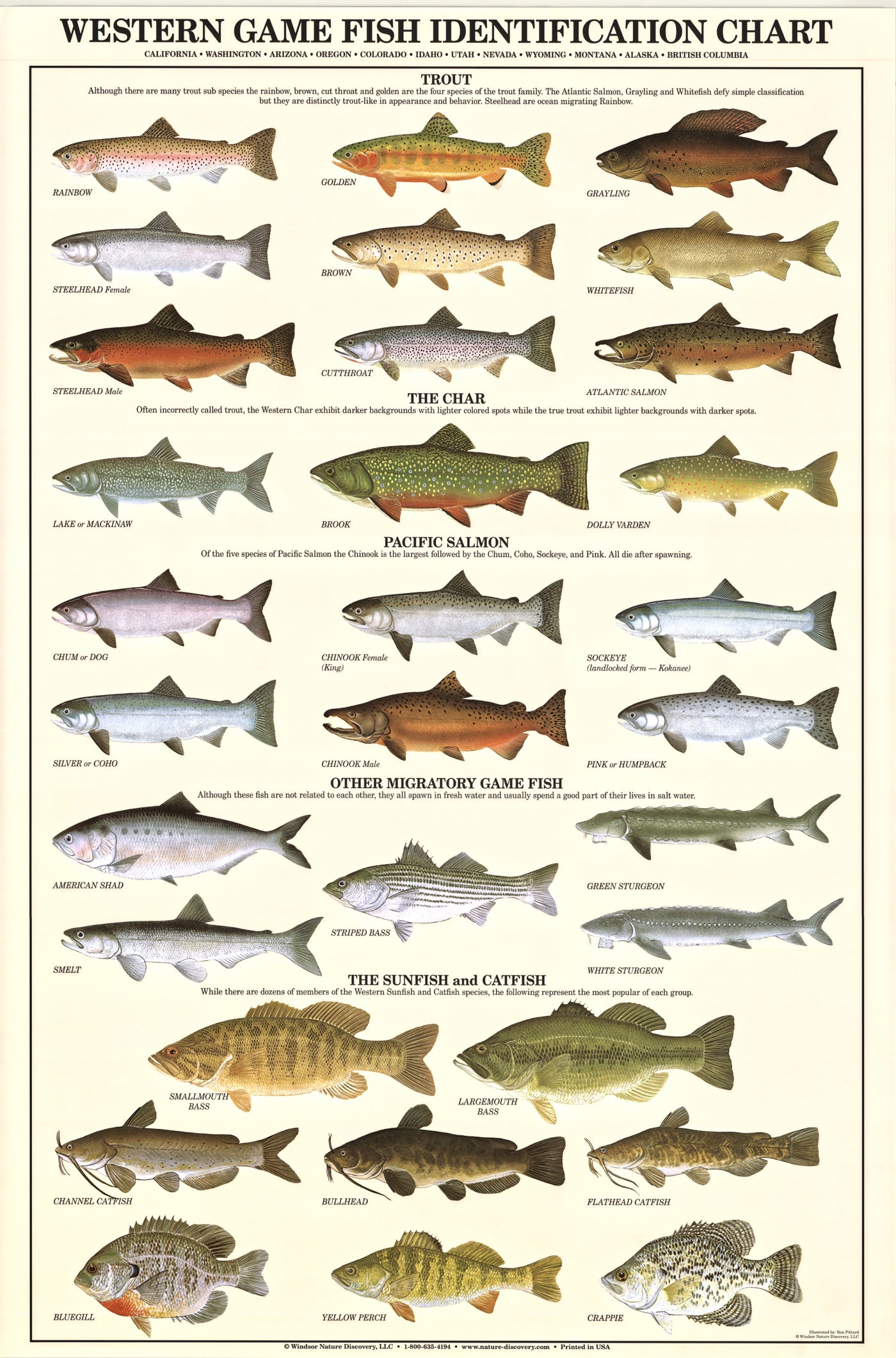 NZ Fish Species Art Print – Your Decal Shop
