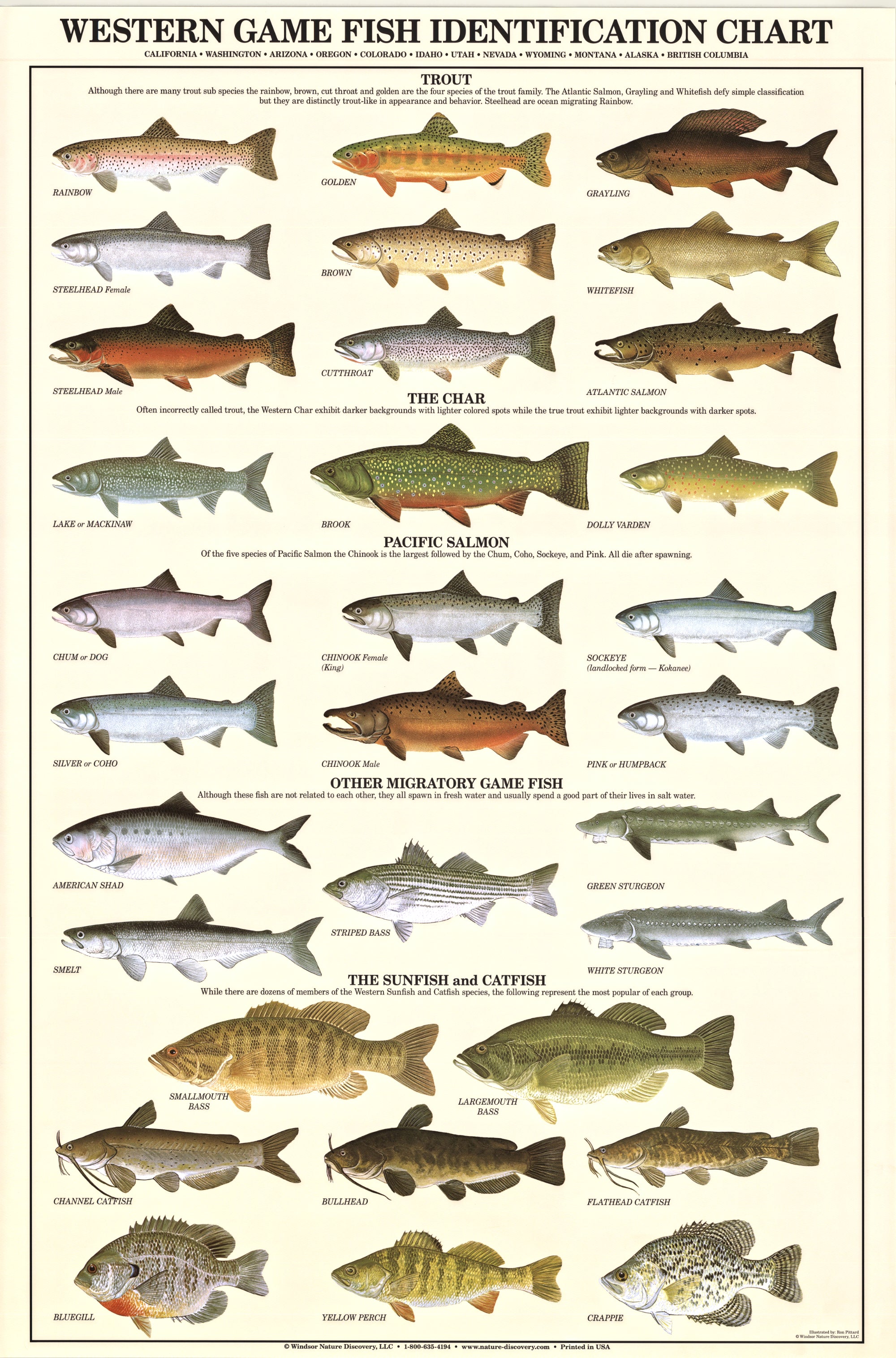 Gamefish Poster: Western Gamefish Poster & Identification Chart Art ...