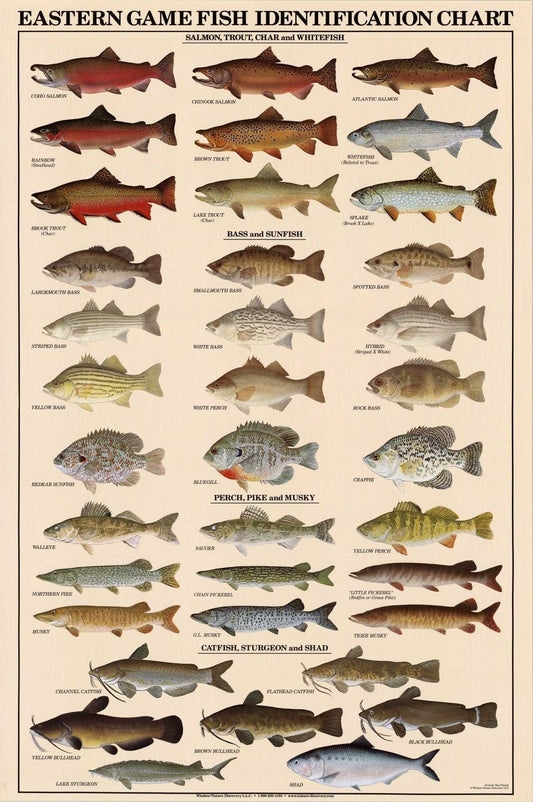 Eastern Freshwater Fish Identification Poster