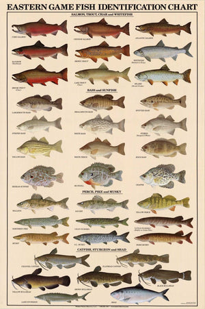 Eastern Freshwater Fish Identification Poster