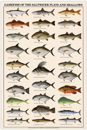 Fish Posters and Identification Charts | Freshwater and Saltwater Fish ...