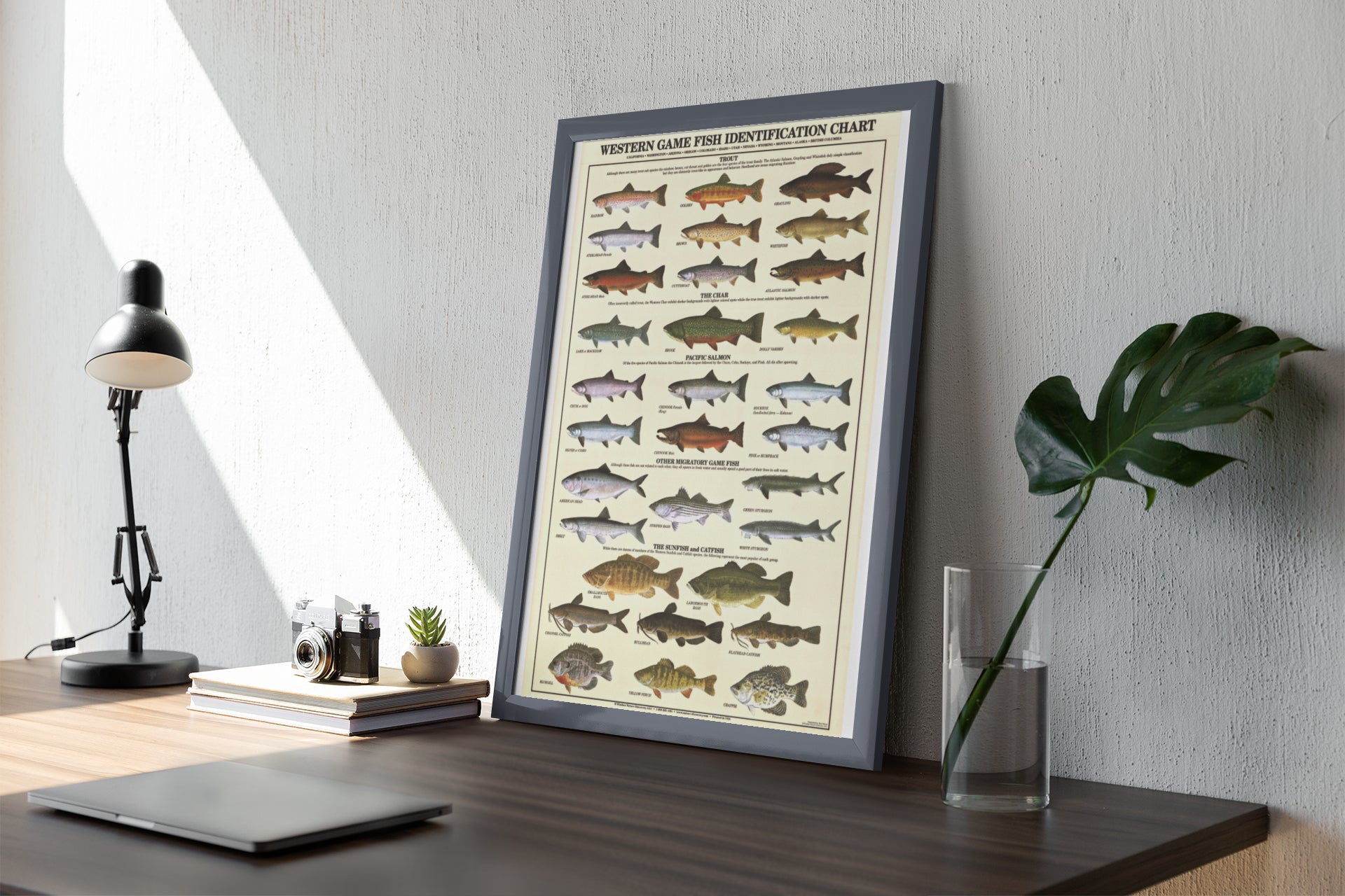 Gamefish Poster Identification Chart