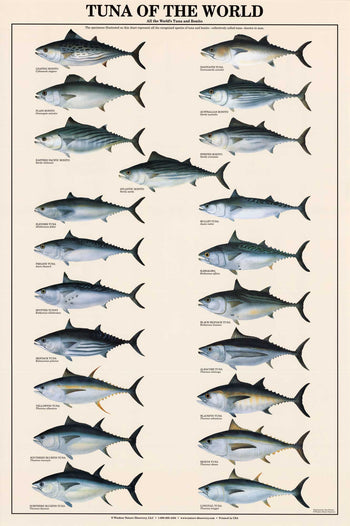 Gamefish Poster Identification Chart | Saltwater Flats and Shallows | A ...