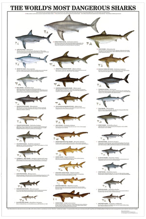 The World's Most Dangerous Sharks