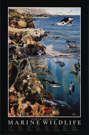 Marine Wildlife Species Identification Poster