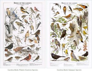 Backyard Garden Bird Mini Charts.  Eastern and Summer Species Identification Posters- Charting Nature