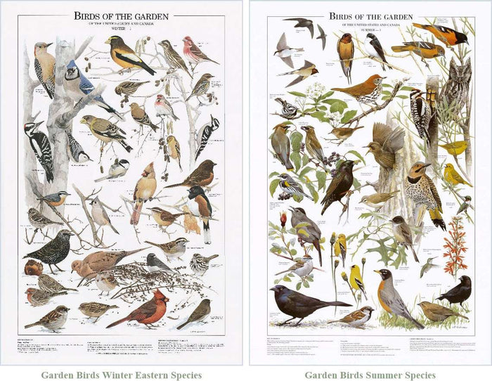 Backyard Garden Bird Mini Set.  Eastern and Summer Species Identification Charts