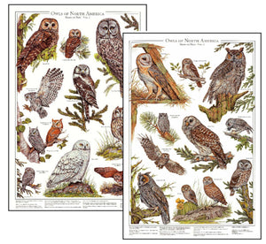 Owls Posters and Identification Charts Of North America Wall Art Print Set