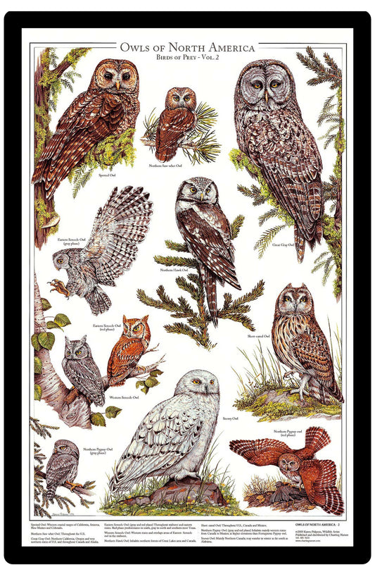 Owls Posters and Identification Charts Of North America Wall Art Print Set