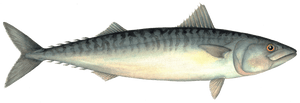 Atlantic Mackeral Image