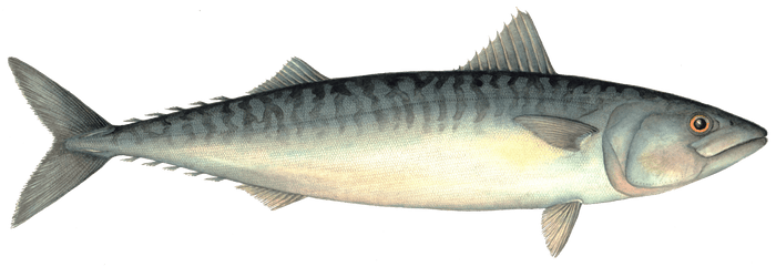 Atlantic Mackeral Image