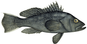 Black Sea Bass Image