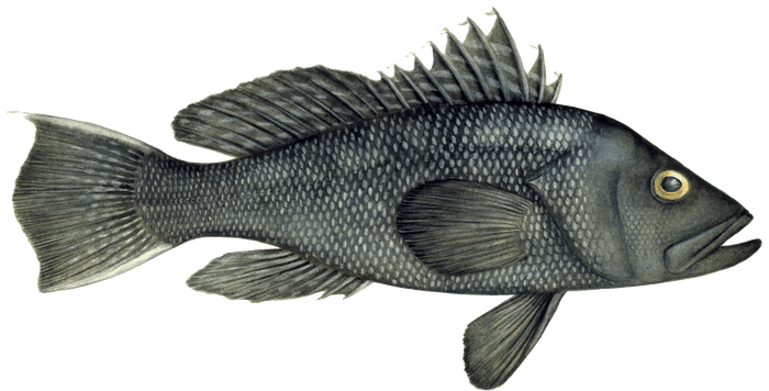 Black Sea Bass Image