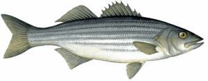 Striped Bass Image - Charting Nature