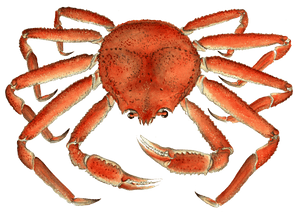 Snow Crab Image