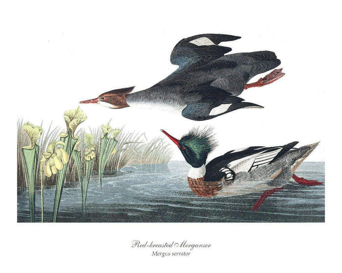 Red-breasted Merganser Duck | Wildbird Wall Art Print