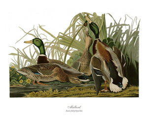 Audubon Matching Set of 4 Duck Prints - Charting Nature