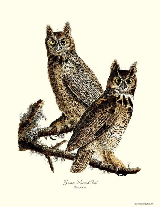 Audubon Great Horned Owl Wall Art Print