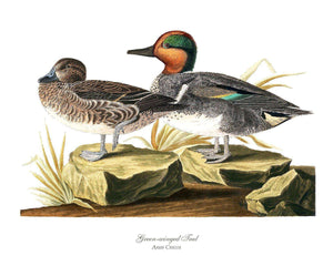 Audubon Ducks.  Vintage Wall Art Bird Prints