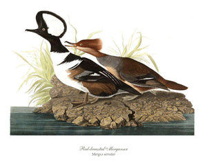 Hooded Merganser - Charting Nature