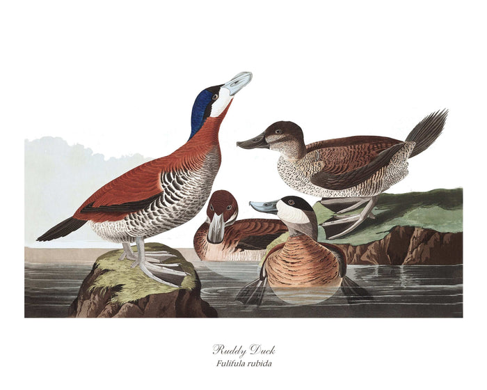 Ruddy Duck | Wildbird Wall Art Print