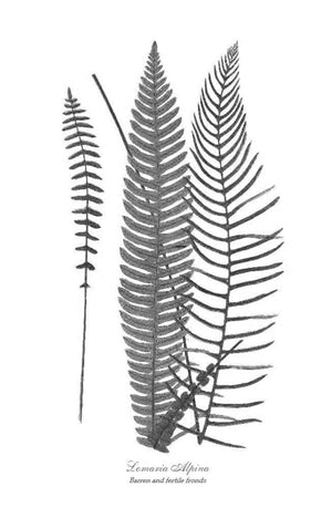 Vintage Fern Black and White Print Set Botanical Wall Art Print-Charting Nature