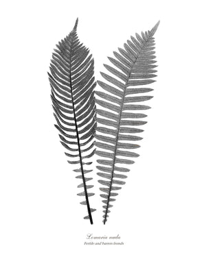 Vintage Fern Black and White Print Set Botanical Wall Art Print-Charting Nature